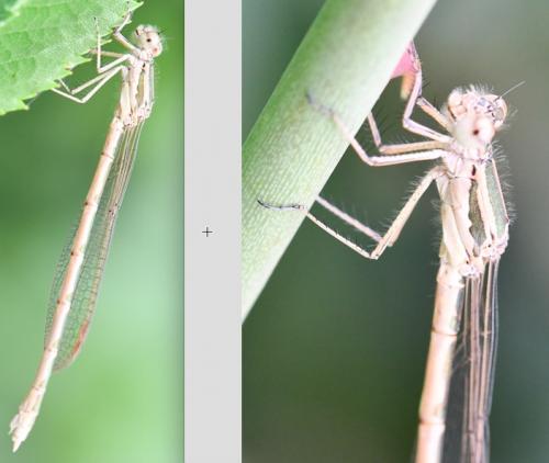 Sympecma fusca